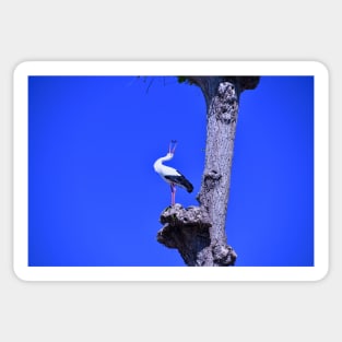 Stork / Swiss Artwork Photography Sticker